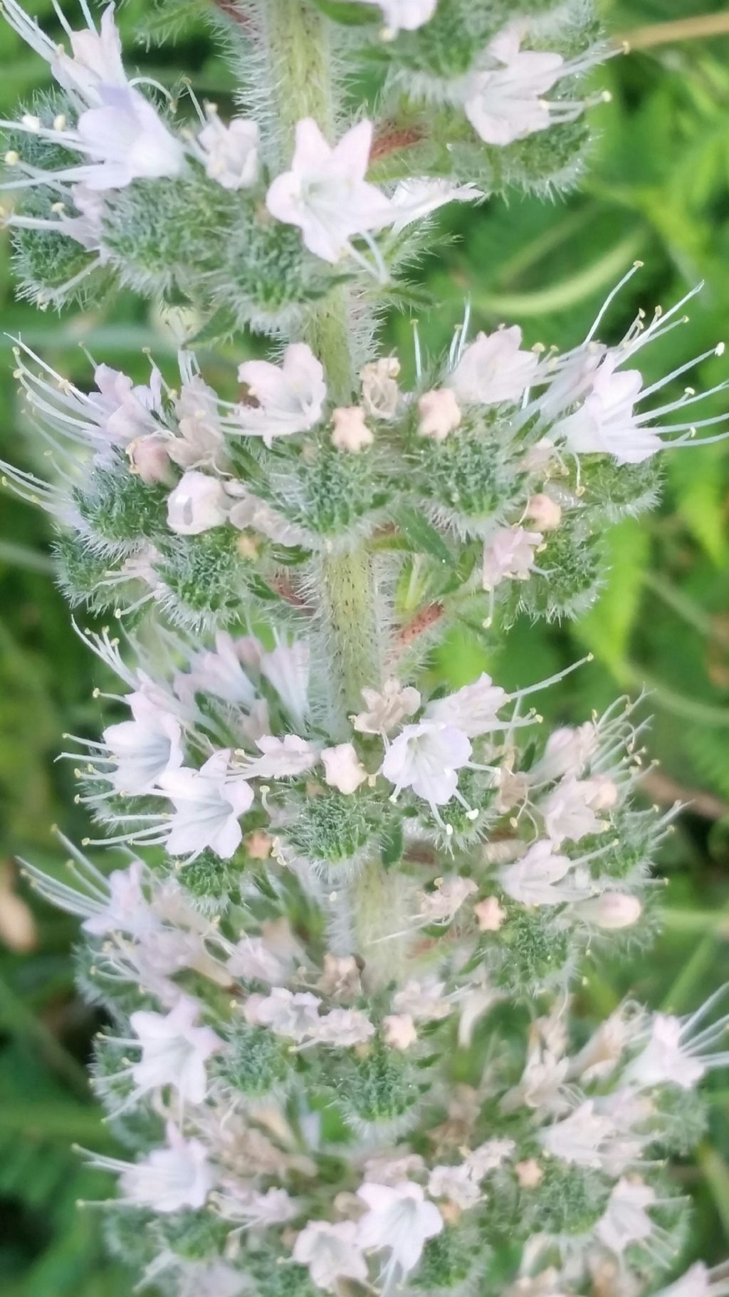 Echium italicum (Boraginaceae)